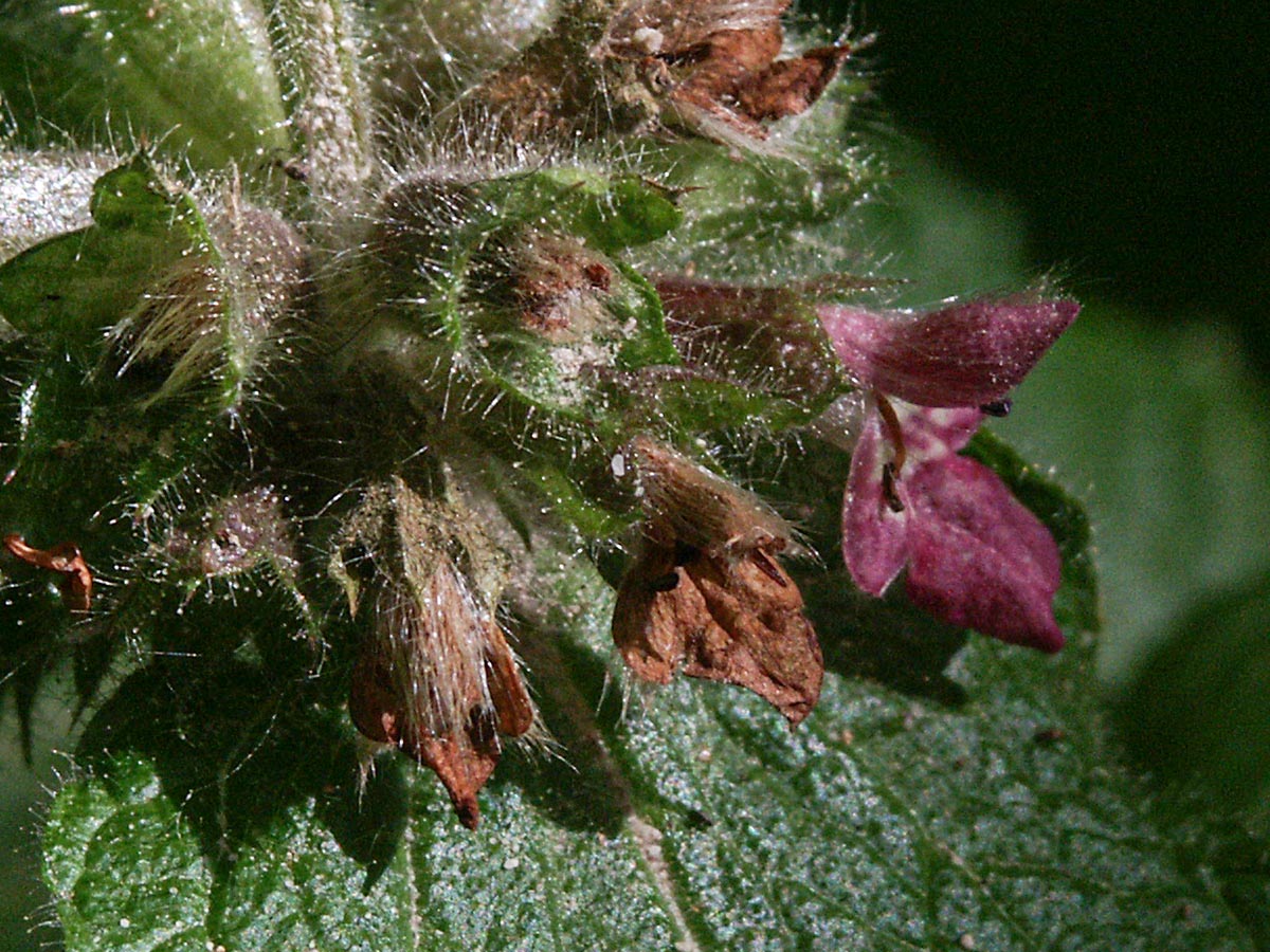 Blüte nah
